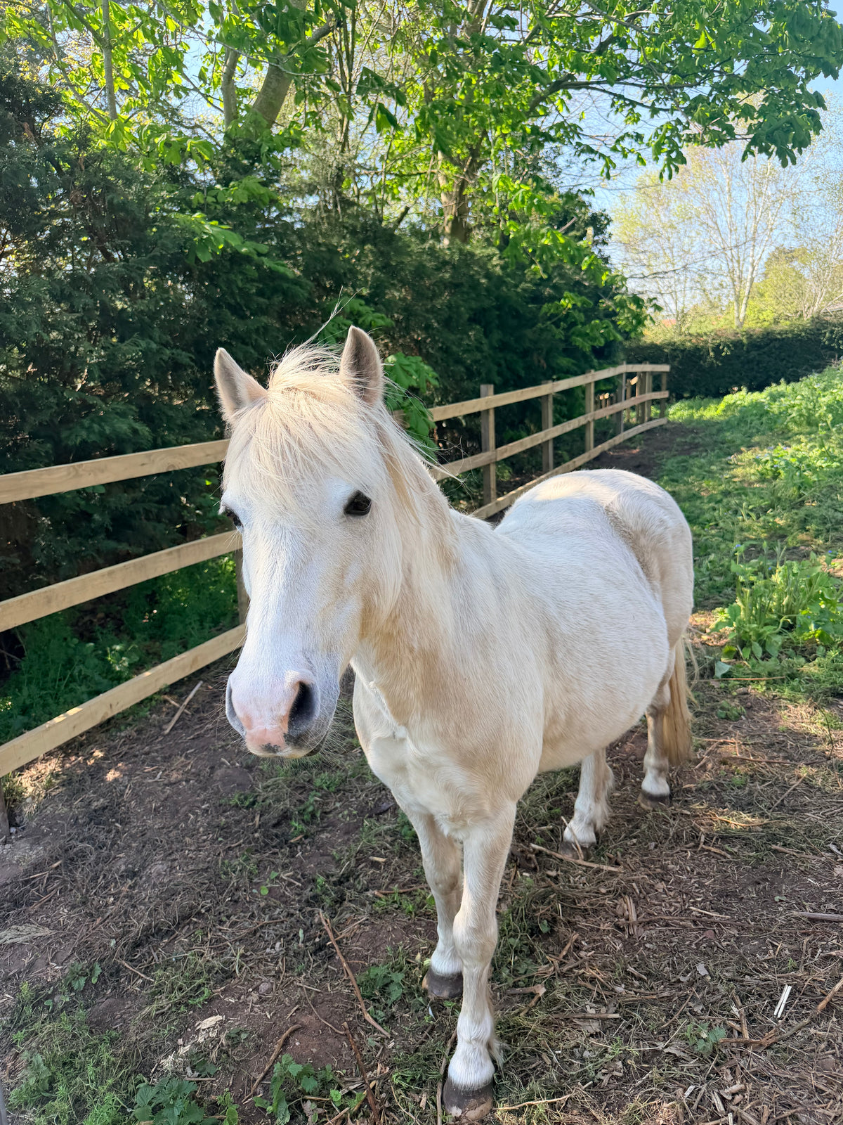Pony Connection Session