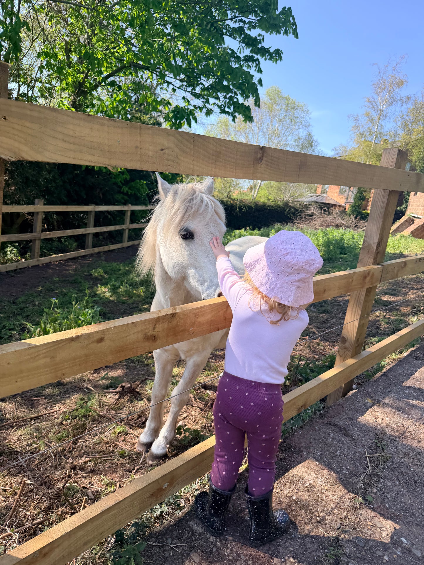 Pony Connection Session