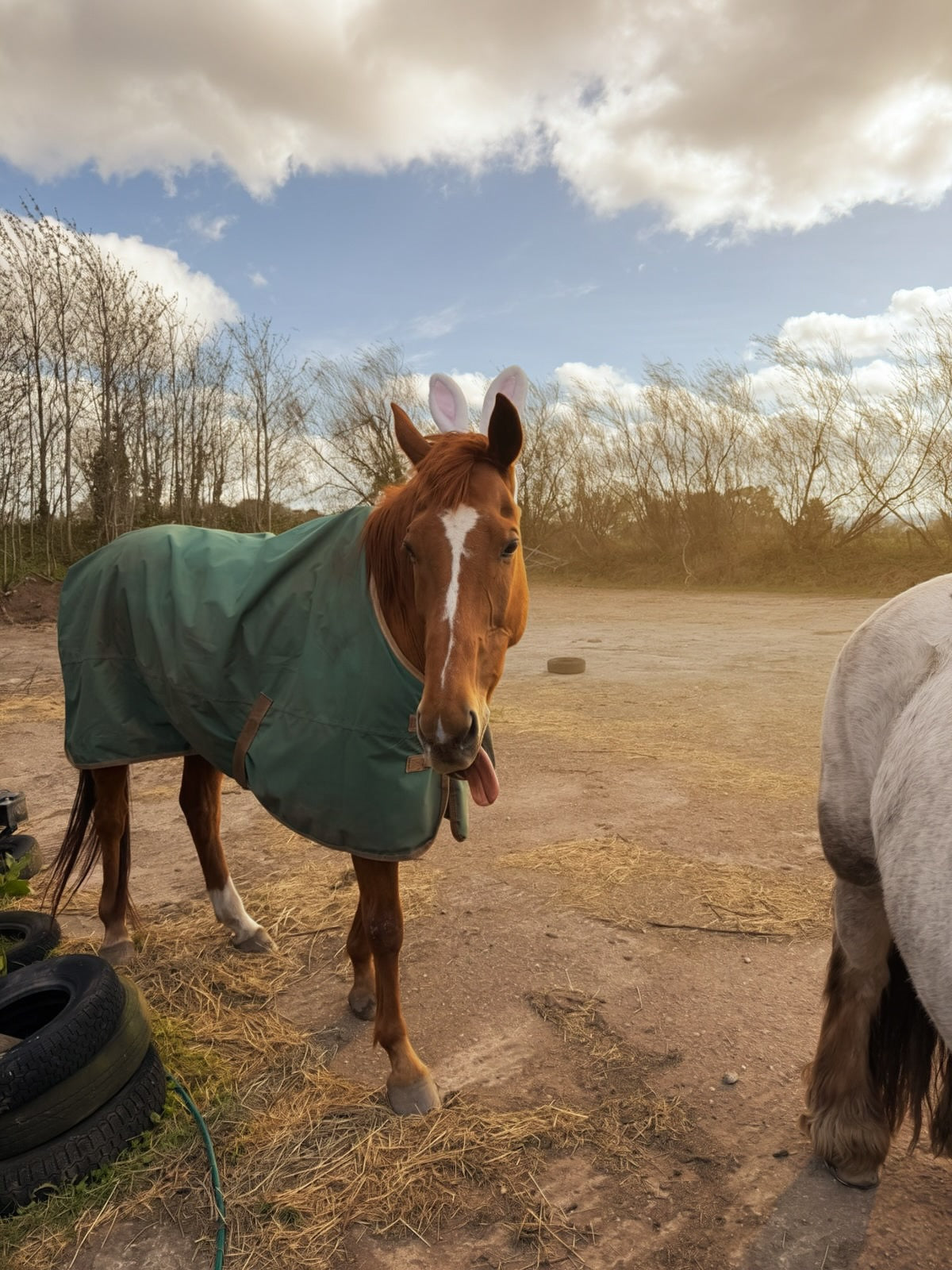 Equine-Assisted Wellbeing Sessions for Adults