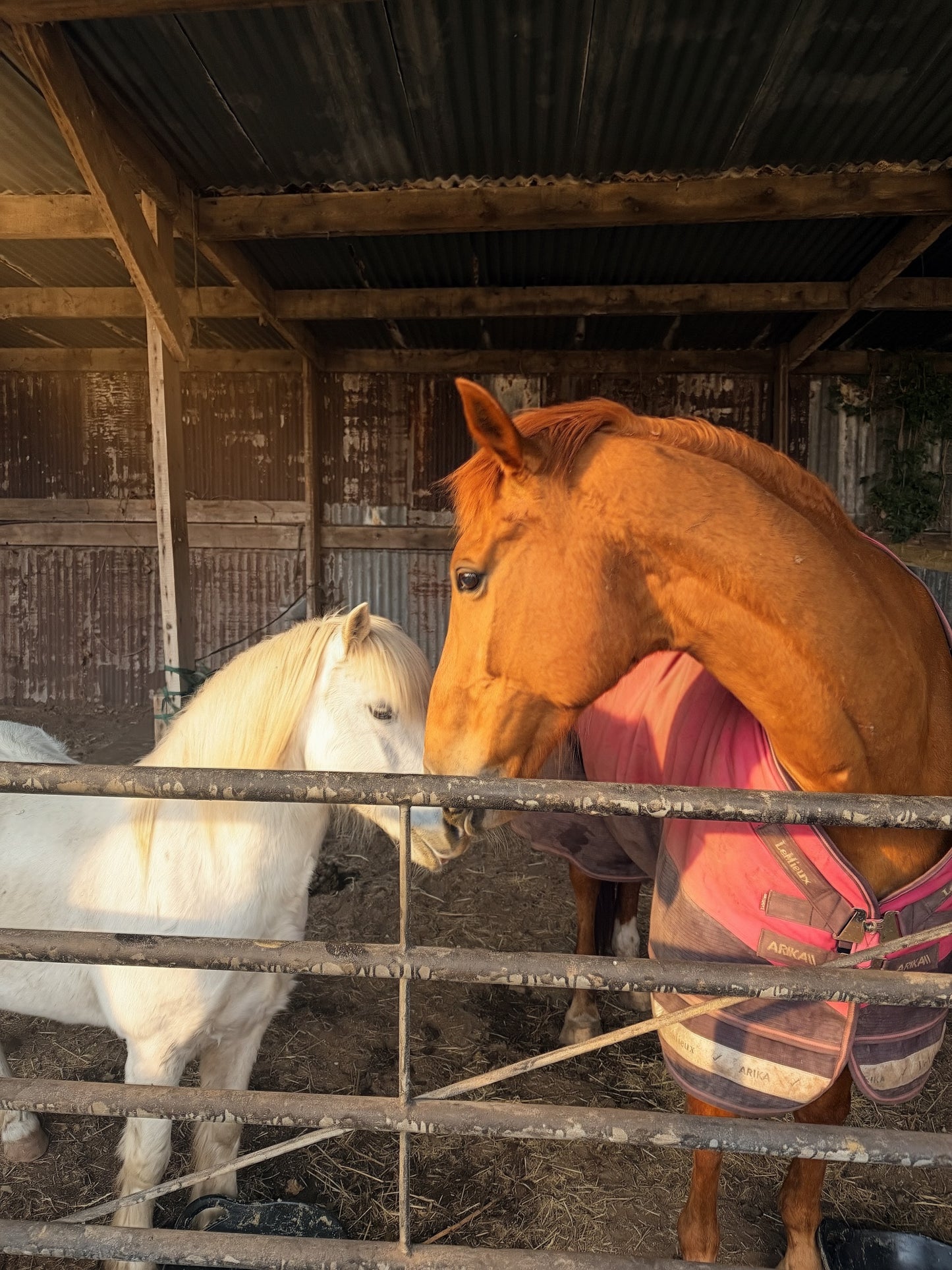 Pony Connection Session