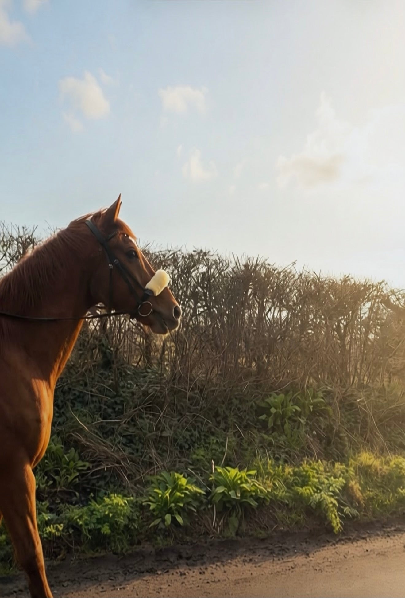 Equine-Assisted Wellbeing Sessions for Adults
