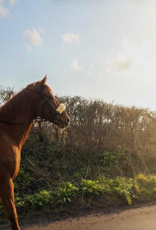 Equine-Assisted Wellbeing Sessions for Adults