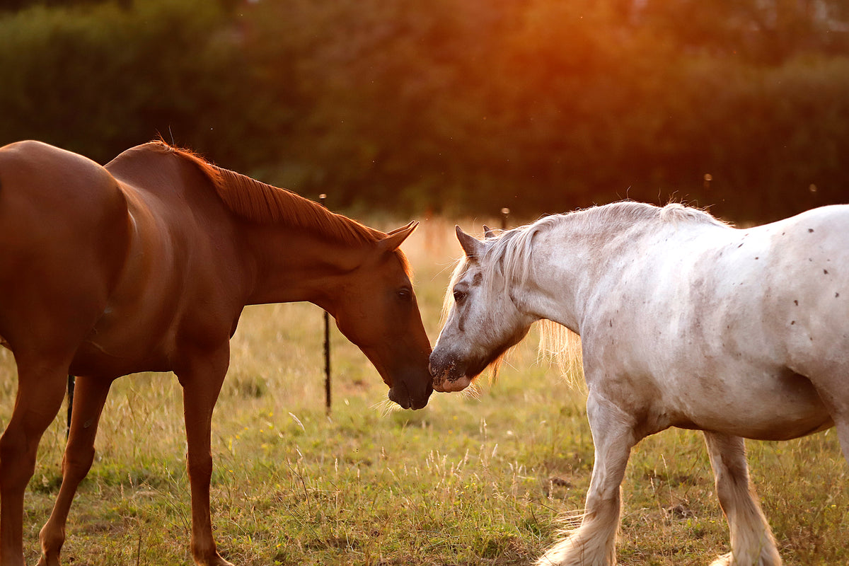 Pony Connection Session